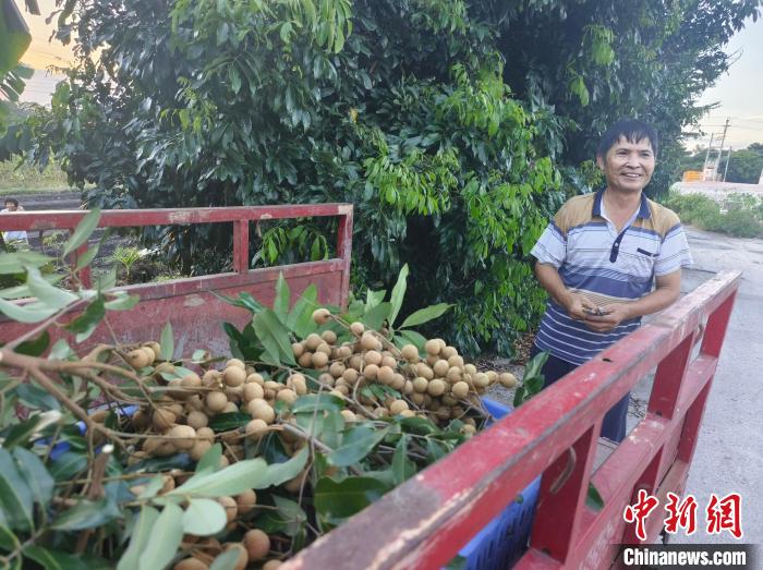 “中国金牌龙眼之乡”广东高州龙眼上市